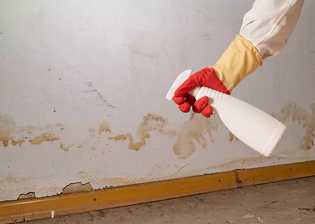 Your Water Restoration and Mold Remediation Specialists in Woodland Park, CO