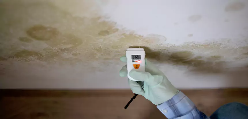 Emergency Mold Remediation in Woodland Park