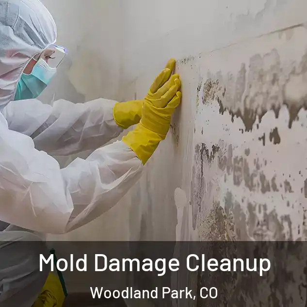  Mold Damage Cleanup Woodland Park, CO